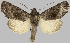  (Nephelistis cedica - BC-JB0823)  @11 [ ] CC0 (2025) Barbut Jérôme MNHN