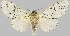  (Oculicattus - BC-JB0827)  @11 [ ] CC0 (2025) Barbut Jérôme MNHN