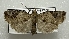  ( - BC-JB0856)  @11 [ ] CC0 (2025) Barbut Jérôme MNHN