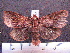  (Orthodes spAS2 - MMZ0019)  @13 [ ] Copyright (2010) Unspecified Universidade Federal do Parana