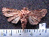  (Eriopyga spAS1 - MMZ0024)  @13 [ ] Copyright (2010) Unspecified Universidade Federal do Parana