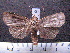  (Chabuata spAS1 - MMZ0029)  @13 [ ] Copyright (2010) Unspecified Universidade Federal do Parana