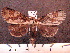  ( - MMZ0038)  @12 [ ] Copyright (2010) Unspecified Universidade Federal do Parana