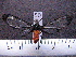  (Cosmosoma klagesi - MMZ0046)  @12 [ ] Copyright (2010) Unspecified Universidade Federal do Parana