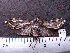  (Galethalea pica - MMZ0060)  @13 [ ] Copyright (2010) Unspecified Universidade Federal do Parana