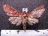  (Hapigia spAS2 - MMZ0076)  @12 [ ] Copyright (2010) Unspecified Universidade Federal do Parana