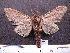  (Hapigia spAS1 - MMZ0078)  @13 [ ] Copyright (2010) Unspecified Universidade Federal do Parana