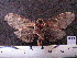  ( - MMZ0693)  @12 [ ] CreativeCommons - Attribution Non-Commercial (2011) Mauricio M. Zenker Universidade Federal do Parana