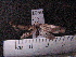  (Agylla sp. JAT04 - MMZ0874)  @12 [ ] CreativeCommons - Attribution Non-Commercial (2011) Mauricio M. Zenker UFPR