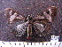 ( - MMZ0777)  @13 [ ] CreativeCommons - Attribution Non-Commercial (2011) Mauricio M. Zenker Universidade Federal do Parana