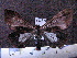  ( - MMZ0808)  @13 [ ] CreativeCommons - Attribution Non-Commercial (2011) Mauricio M. Zenker Universidade Federal do Parana