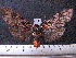  (Phaegoptera chorima - MMZ1192)  @13 [ ] CreativeCommons - Attribution Non-Commercial (2012) Mauricio M. Zenker UFPR