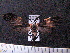  ( - MMZ1077)  @12 [ ] CreativeCommons - Attribution Non-Commercial (2012) Mauricio M. Zenker UFPR