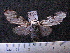  (Theages leucophaea sp. MMZ02 - MMZ1216)  @14 [ ] CreativeCommons - Attribution Non-Commercial (2012) Mauricio M. Zenker UFPR