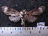  ( - MMZ1219)  @12 [ ] CreativeCommons - Attribution Non-Commercial (2012) Mauricio M. Zenker UFPR