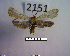  (Lycomorphodes strigosa - MMZ1139)  @12 [ ] CreativeCommons - Attribution Non-Commercial (2012) Mauricio M. Zenker UFPR