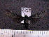  (Holophaea erharda - MMZ1056)  @13 [ ] CreativeCommons - Attribution Non-Commercial (2012) Mauricio M. Zenker UFPR