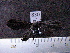  ( - MMZ0951)  @12 [ ] CreativeCommons - Attribution Non-Commercial (2011) Mauricio M. Zenker UFPR
