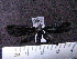  ( - MMZ0983)  @12 [ ] CreativeCommons - Attribution Non-Commercial (2011) Mauricio M. Zenker UFPR