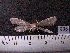  ( - MMZ0908)  @12 [ ] CreativeCommons - Attribution Non-Commercial (2011) Mauricio M. Zenker UFPR