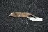  ( - LGR-121.2)  @11 [ ] CreativeCommons  Attribution Non-Commercial Share-Alike (2056) Hidayat Hashari Indonesian Institute of Sciences, Museum Zoologicum Bogoriense