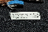  ( - LGR-079.2)  @11 [ ] CreativeCommons  Attribution Non-Commercial Share-Alike (2093) Hidayat Hashari Indonesian Institute of Sciences, Museum Zoologicum Bogoriense