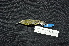  ( - LGR-140.2)  @11 [ ] CreativeCommons  Attribution Non-Commercial Share-Alike (2111) Hidayat Hashari Indonesian Institute of Sciences, Museum Zoologicum Bogoriense