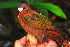  ( - LGR-015.2)  @11 [ ] CreativeCommons  Attribution Non-Commercial Share-Alike (2014) Hidayat Hashari Indonesian Institute of Sciences, Museum Zoologicum Bogoriense
