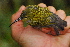  ( - LGR-144.2)  @11 [ ] CreativeCommons  Attribution Non-Commercial Share-Alike (2014) Hidayat Hashari Indonesian Institute of Sciences, Museum Zoologicum Bogoriense