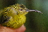  ( - LGR-144.2)  @11 [ ] CreativeCommons  Attribution Non-Commercial Share-Alike (2014) Hidayat Hashari Indonesian Institute of Sciences, Museum Zoologicum Bogoriense