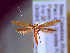  (Caloptilia augeas - IO-867)  @11 [ ] CreativeCommons - Attribution Non-Commercial (2018) Issei Ohshima Kyoto Prefectural University