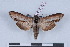  (Cucullia asteris - LN-BD0321)  @15 [ ] Copyright (2011) Rodolphe Rougerie University of Rouen