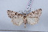  (Stilbia philopalis - LN-BD0688)  @14 [ ] Copyright (2011) Rodolphe Rougerie University of Rouen