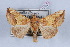  (Panchrysia deaurata - LN-BD0760)  @13 [ ] Copyright (2011) Rodolphe Rougerie University of Rouen