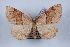  ( - LN-BD1109)  @13 [ ] Copyright (2011) Rodolphe Rougerie University of Rouen