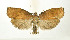  ( - NHMO-DAR-9282)  @13 [ ] CreativeCommons - Attribution Non-Commercial Share-Alike (2016) Unspecified University of Oslo, Natural History Museum