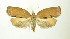  ( - NHMO-DAR-9283)  @13 [ ] CreativeCommons - Attribution Non-Commercial Share-Alike (2016) Unspecified University of Oslo, Natural History Museum