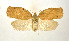  ( - NHMO-DAR-9284)  @11 [ ] CreativeCommons - Attribution Non-Commercial Share-Alike (2016) Unspecified University of Oslo, Natural History Museum