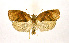  ( - NHMO-DAR-9304)  @11 [ ] CreativeCommons - Attribution Non-Commercial Share-Alike (2016) Unspecified University of Oslo, Natural History Museum