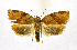  ( - NHMO-DAR-9323)  @14 [ ] CreativeCommons - Attribution Non-Commercial Share-Alike (2016) Unspecified University of Oslo, Natural History Museum