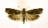  ( - NHMO-DAR-9341)  @14 [ ] CreativeCommons - Attribution Non-Commercial Share-Alike (2016) Unspecified University of Oslo, Natural History Museum