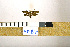  ( - NHMO-DAR-9352)  @13 [ ] CreativeCommons - Attribution Non-Commercial Share-Alike (2016) Unspecified University of Oslo, Natural History Museum