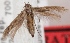  (Scythris kullbergi - GL.3197)  @11 [ ] CreativeCommons - Attribution Non-Commercial (2014) Marko Mutanen University of Oulu