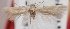  (Scythris felesella - GL.3199)  @11 [ ] CreativeCommons - Attribution Non-Commercial (2014) Marko Mutanen University of Oulu