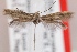  (Scythris buraetica - KN00308)  @12 [ ] CreativeCommons - Attribution Non-Commercial (2014) Marko Mutanen University of Oulu