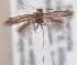 (Scythris sinevi - KN00312)  @11 [ ] CreativeCommons - Attribution Non-Commercial (2014) Marko Mutanen University of Oulu