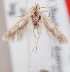  (Scythris cramella - KN00315)  @14 [ ] CreativeCommons - Attribution Non-Commercial (2014) Marko Mutanen University of Oulu