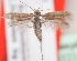  (Scythris cultelloides - KN00321)  @14 [ ] CreativeCommons - Attribution Non-Commercial (2014) Marko Mutanen University of Oulu