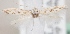  (Scythris falkovitshi - KN00324)  @13 [ ] CreativeCommons - Attribution Non-Commercial (2014) Marko Mutanen University of Oulu