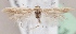  (Scythris rotundella - KN00329)  @14 [ ] CreativeCommons - Attribution Non-Commercial (2014) Marko Mutanen University of Oulu
